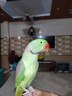 Raw Parrot For Sale.