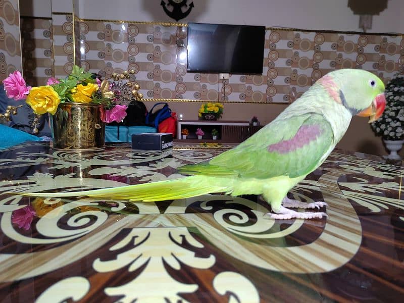 Raw Parrot For Sale. 1