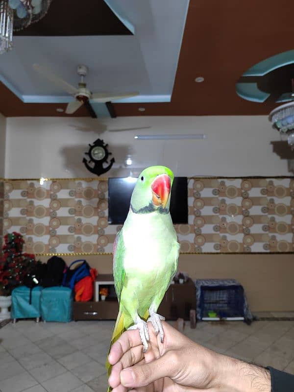 Raw Parrot For Sale. 4