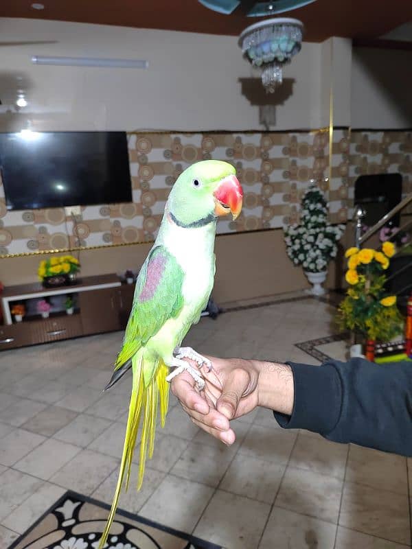 Raw Parrot For Sale. 5