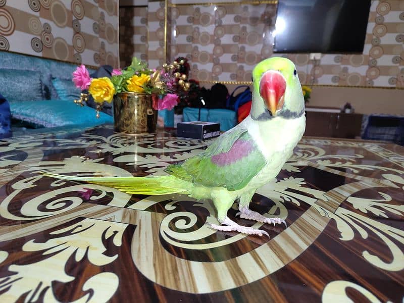 Raw Parrot For Sale. 7