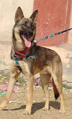 pure bhagyary male age 8 month sequrty dogs for sale