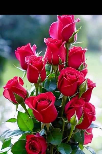 phone operator  only female contact number 03004520433