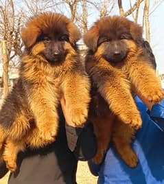 Highclass triple coat German shepherd pair