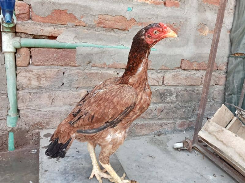 | lakhi| murghi for sale 03052593845 1