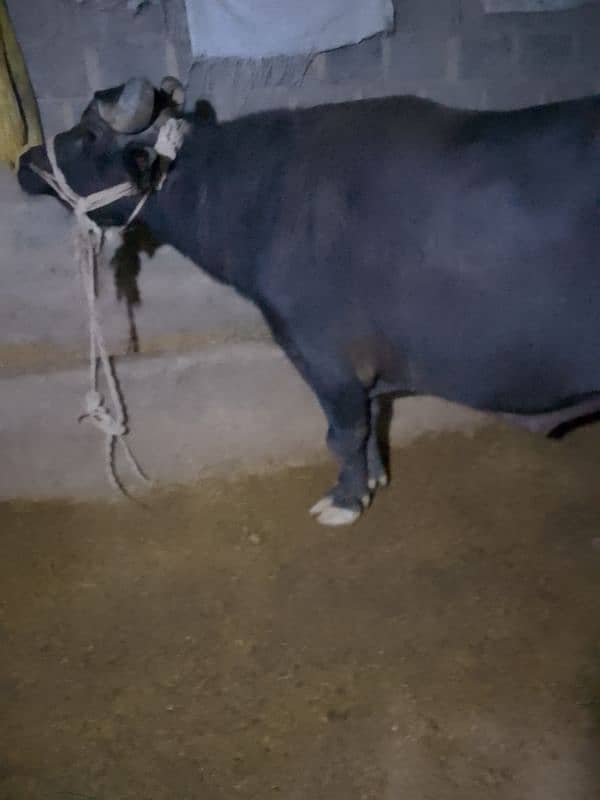 healthy and breeder katta for sale 5