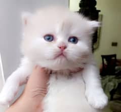 Persian Kitten chubby