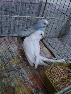 Australian parrots Breeder Pair with Cage