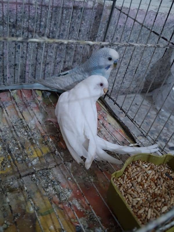 Australian parrots Breeder Pair with Cage 0