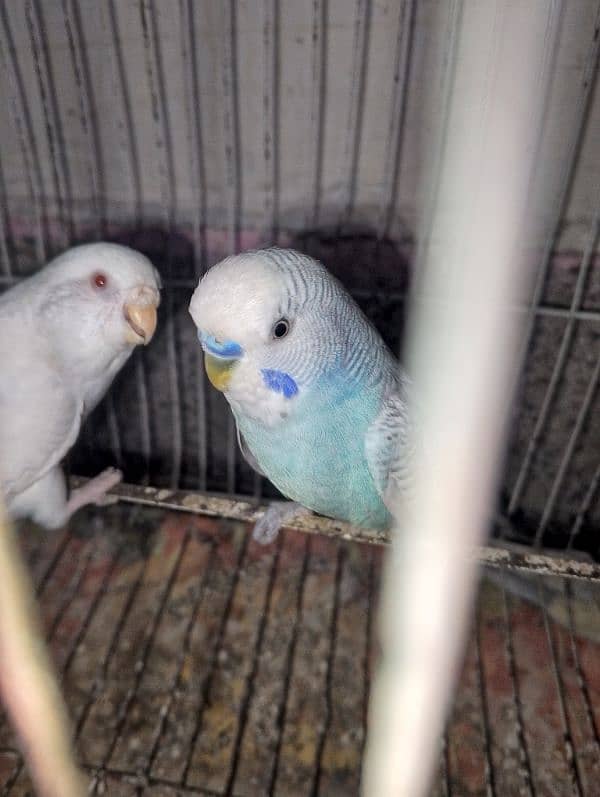 Australian parrots Breeder Pair with Cage 2