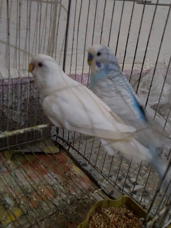 Australian parrots Breeder Pair with Cage 3