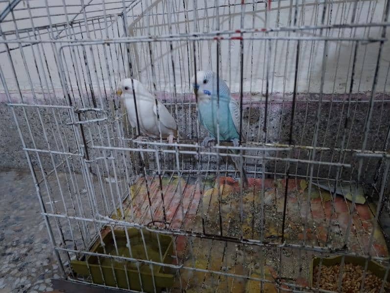 Australian parrots Breeder Pair with Cage 5