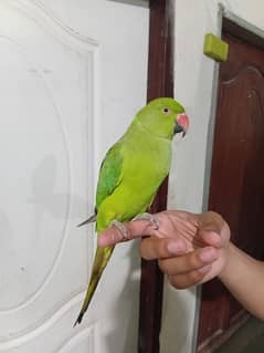 Healthy  Fully Trained Parrot