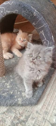 Persian kittens