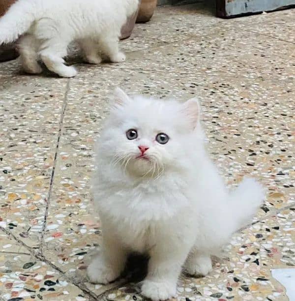 Persian cat for Sale 1