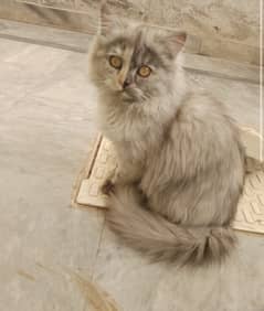 persian cat female