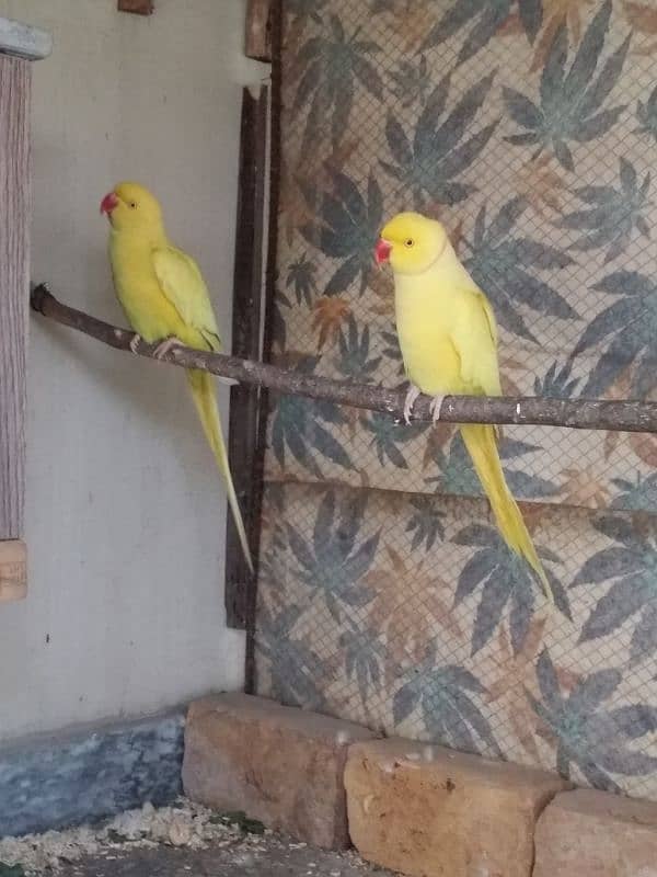 yellow Ringneck pair 0