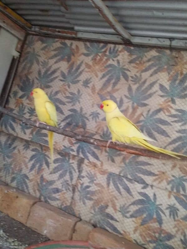 yellow Ringneck pair 1