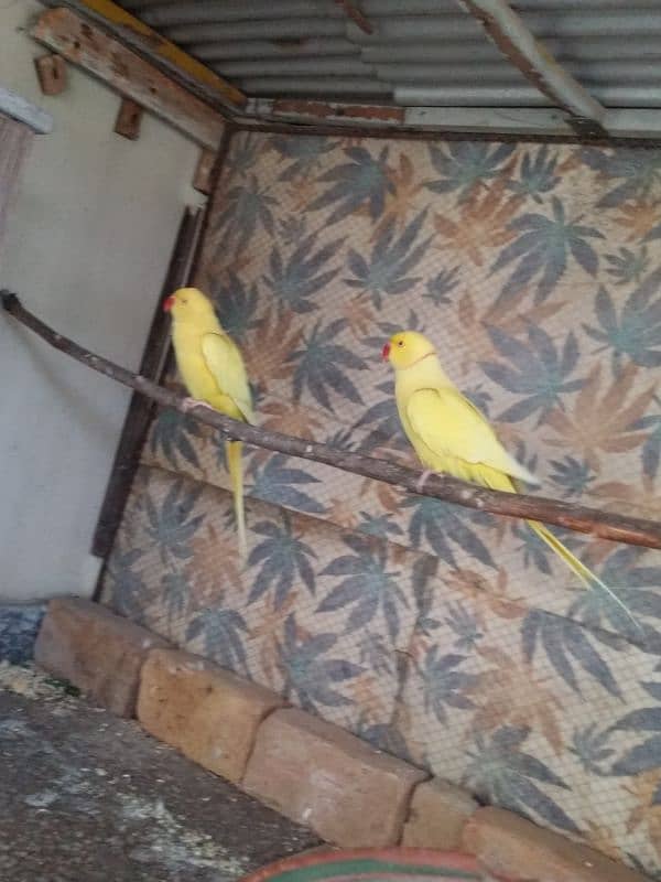 yellow Ringneck pair 2