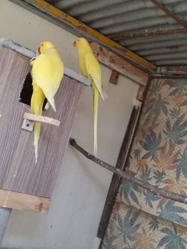 yellow Ringneck pair 3