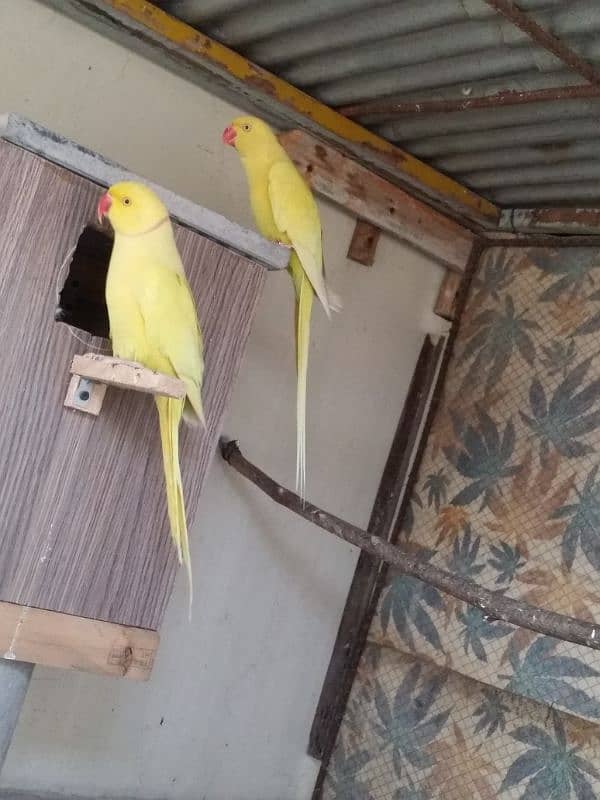 yellow Ringneck pair 4