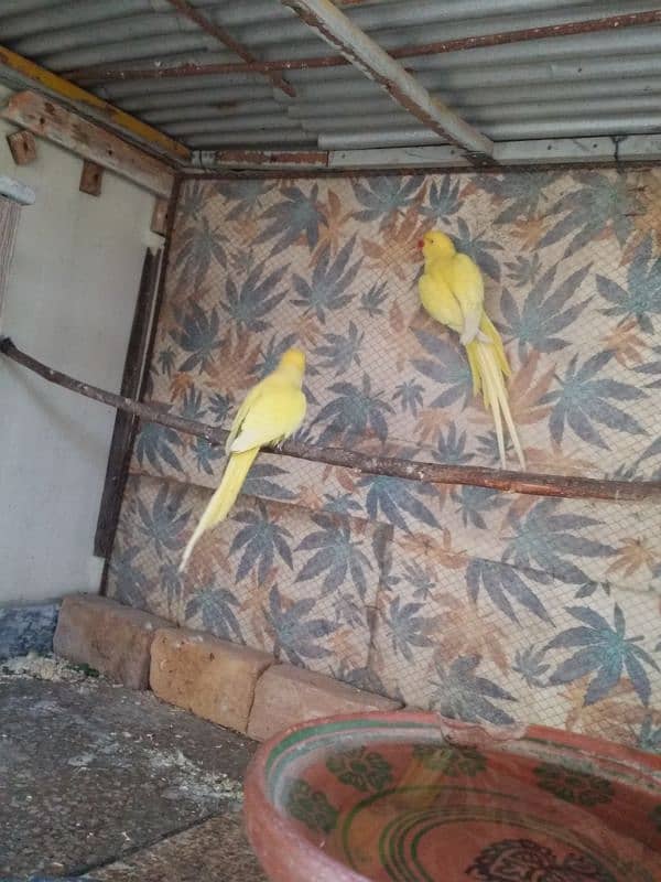 yellow Ringneck pair 5