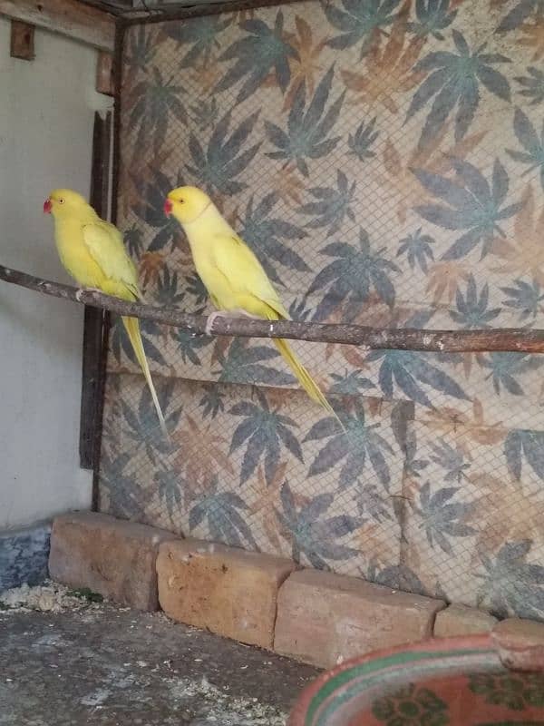 yellow Ringneck pair 6