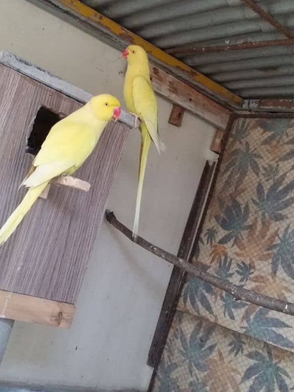 yellow Ringneck pair 8