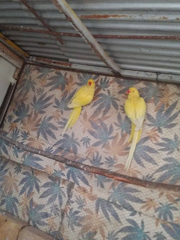 yellow Ringneck pair 9