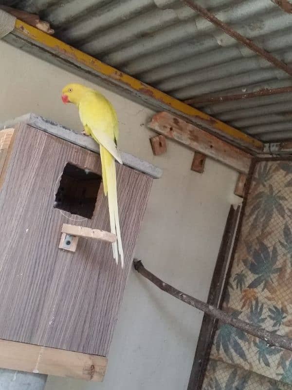 yellow Ringneck pair 10