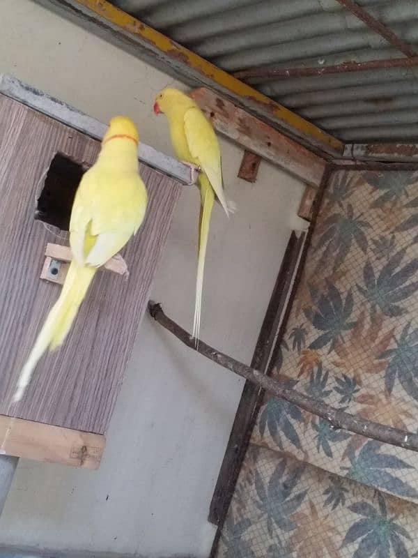 yellow Ringneck pair 11