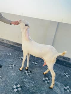 Beautiful gulabi goat for sale