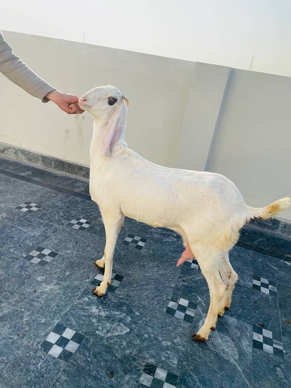 Beautiful gulabi goat for sale 1