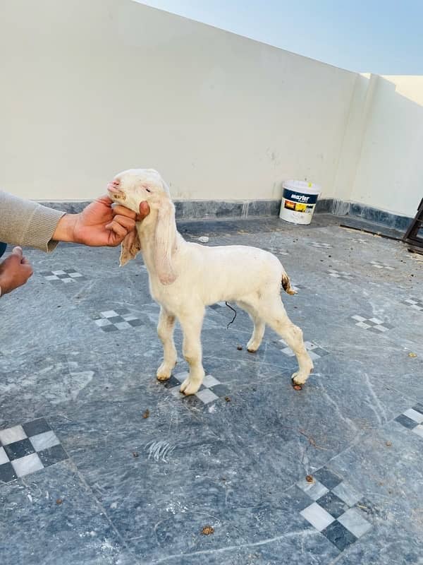 Beautiful gulabi goat for sale 2