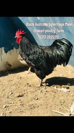 Australorp Black,Blue,Spalsh Fatail Egg Available For Sale