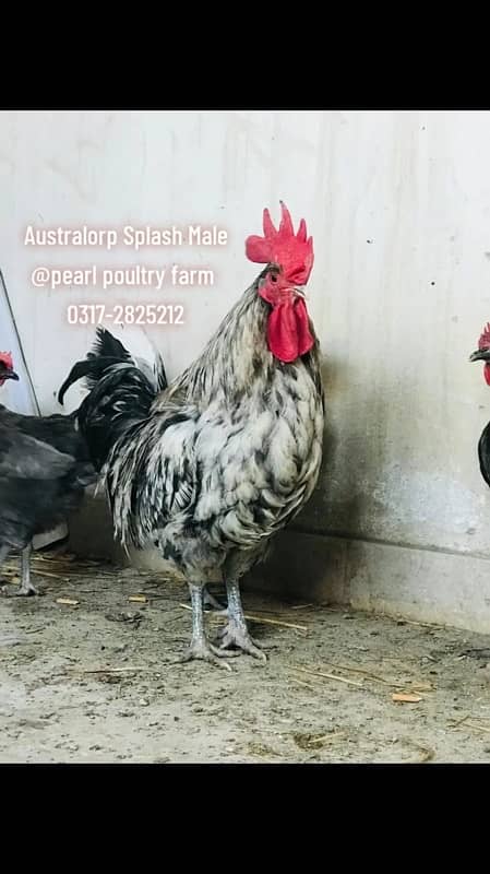 Australorp Black,Blue,Spalsh Fatail Egg Available For Sale 1