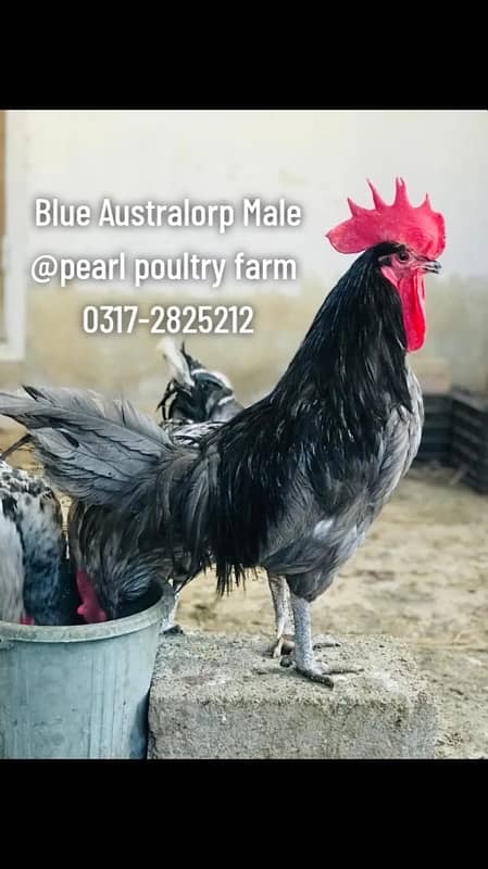 Australorp Black,Blue,Spalsh Fatail Egg Available For Sale 2