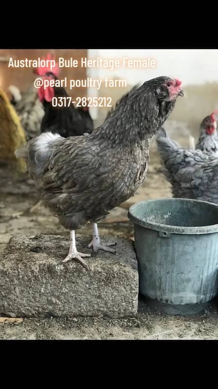 Australorp Black,Blue,Spalsh Fatail Egg Available For Sale 3