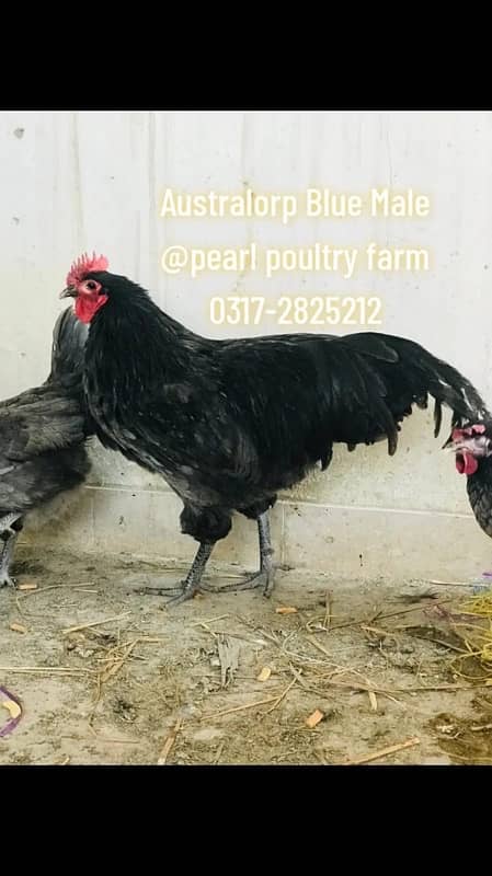 Australorp Black,Blue,Spalsh Fatail Egg Available For Sale 4