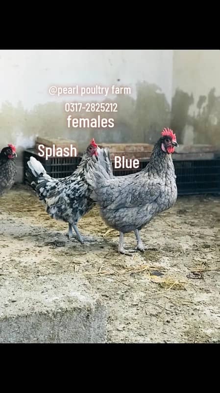 Australorp Black,Blue,Spalsh Fatail Egg Available For Sale 5