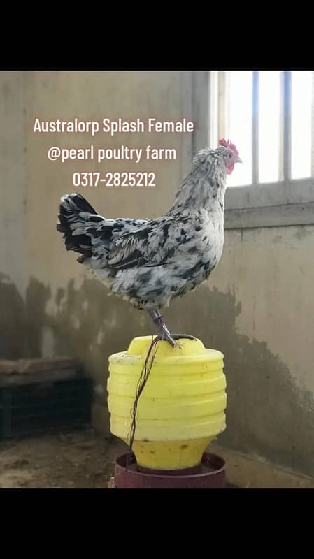 Australorp Black,Blue,Spalsh Fatail Egg Available For Sale 6