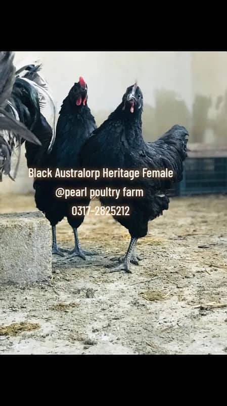 Australorp Black,Blue,Spalsh Fatail Egg Available For Sale 7