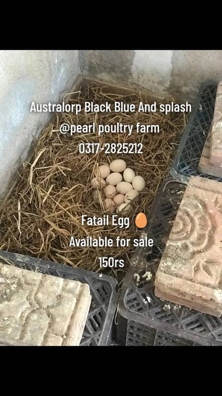 Australorp Black,Blue,Spalsh Fatail Egg Available For Sale 8