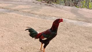 Aseel roosters