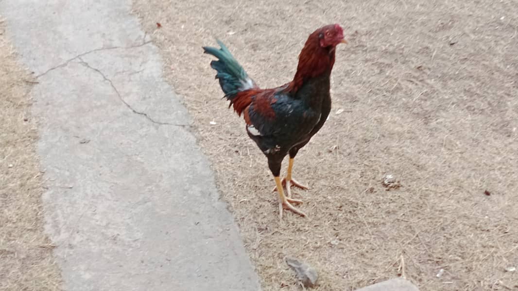 Aseel roosters 8