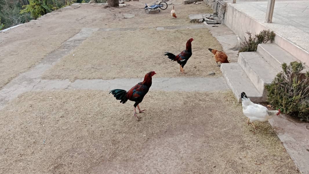 Aseel roosters 9