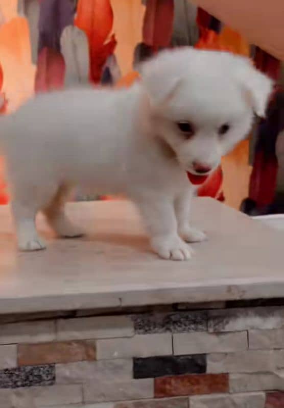 Russian puppy for sale 1