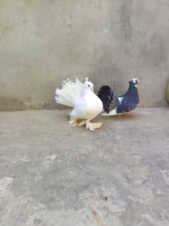 laka pigeon