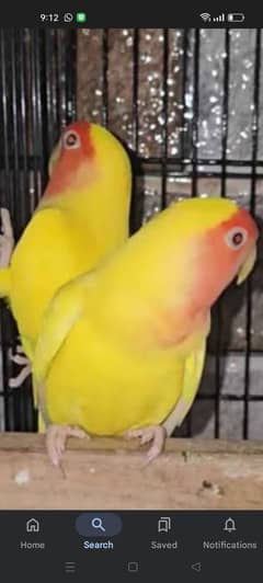 Common lutino bird for sale