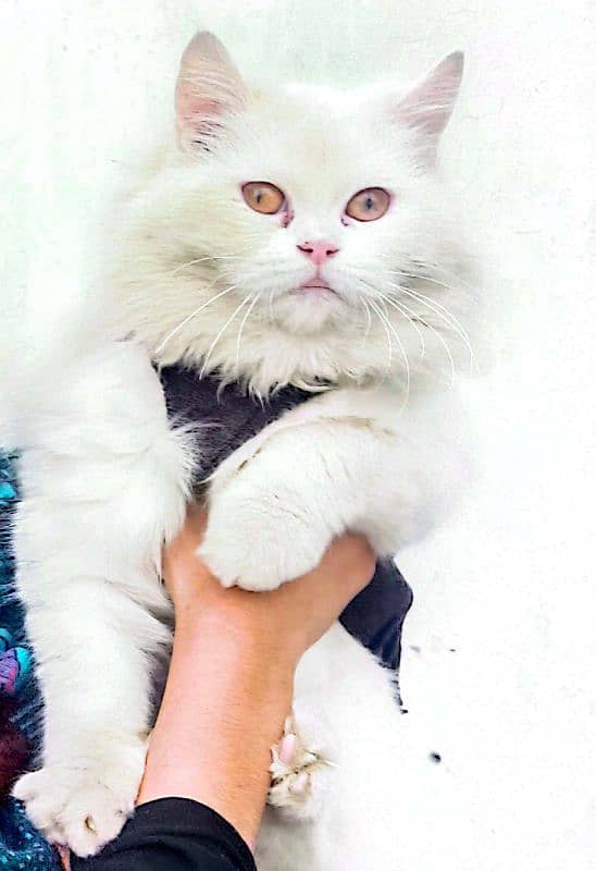 Persian triple coated female sweet cat. 1